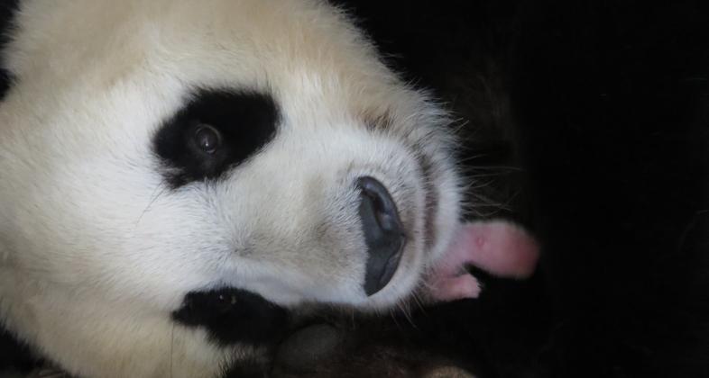 Zoo Aquarium de Madrid celebra, por primera vez, el nacimiento de una hembra de oso panda gigante