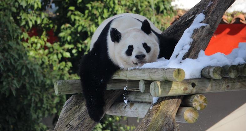 Primera salida a la pagoda de Hua Zui Ba y su cría de oso panda en Zoo Aquarium de Madrid