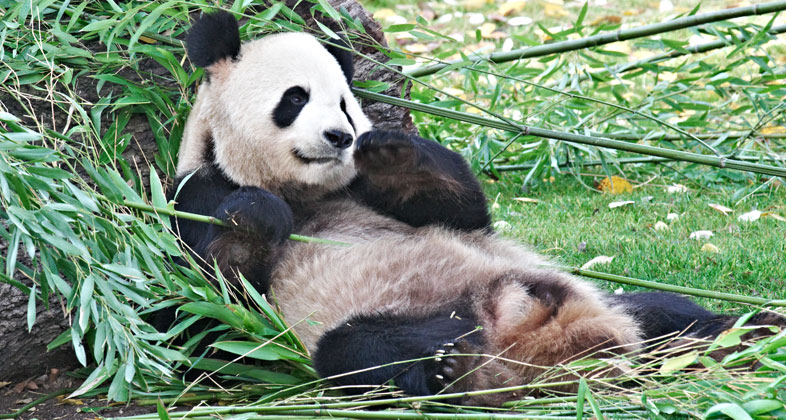 Un equipo técnico de expertos insemina a la hembra de oso panda gigante de Zoo Aquarium de Madrid