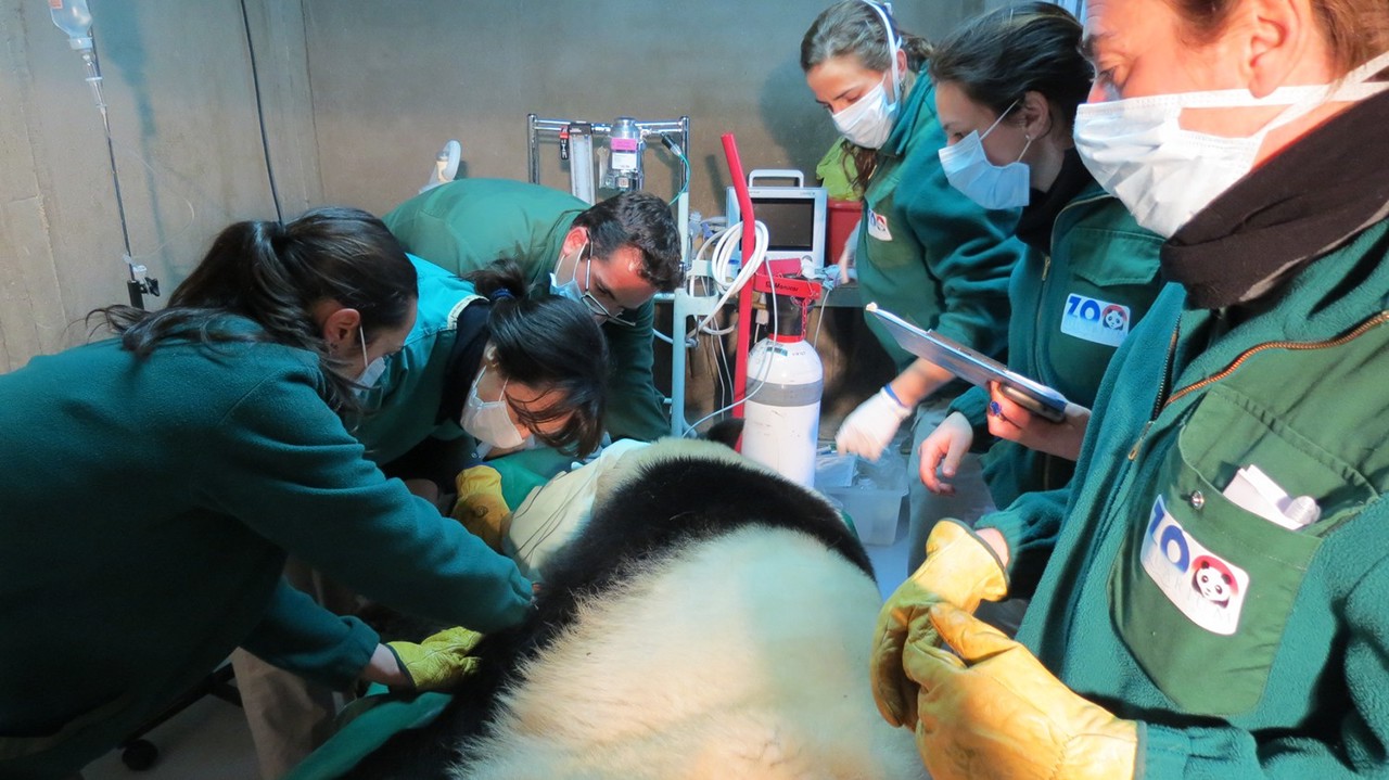 Comienza la espera para Hua Zui Ba, la hembra de oso panda gigante de Zoo Aquarium de Madrid
