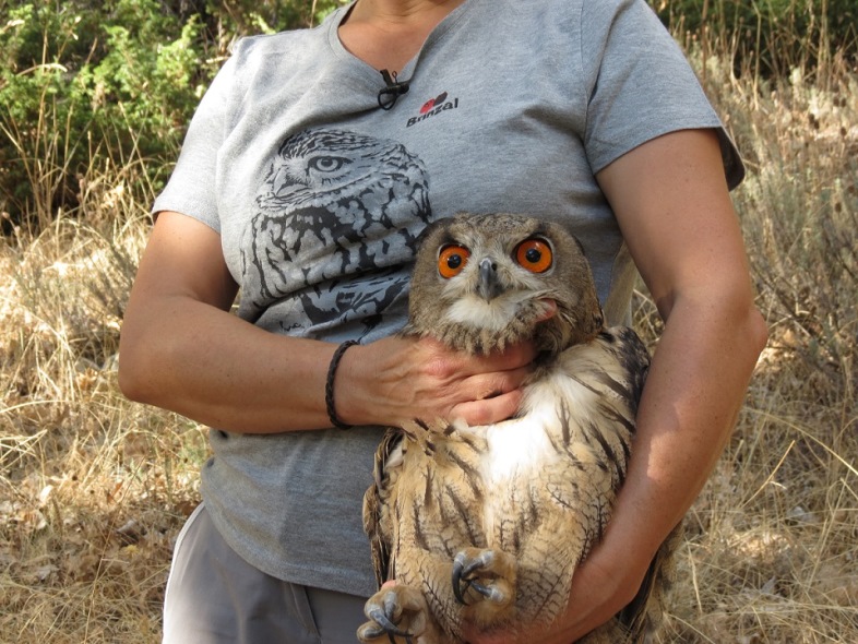 Brinzal y Zoo Aquarium de Madrid colaboran en la conservación de las rapaces nocturnas con la liberación de un búho real en la Comunidad de Madrid