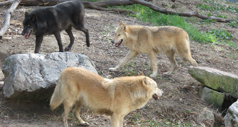 Un koala y tres lobos grises llegan a Zoo Aquarium de Madrid por Navidad