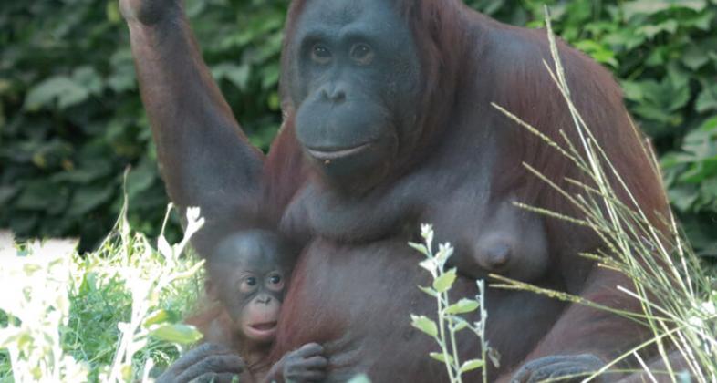 Zoo Aquarium de Madrid celebra el Día de la Madre Orangután