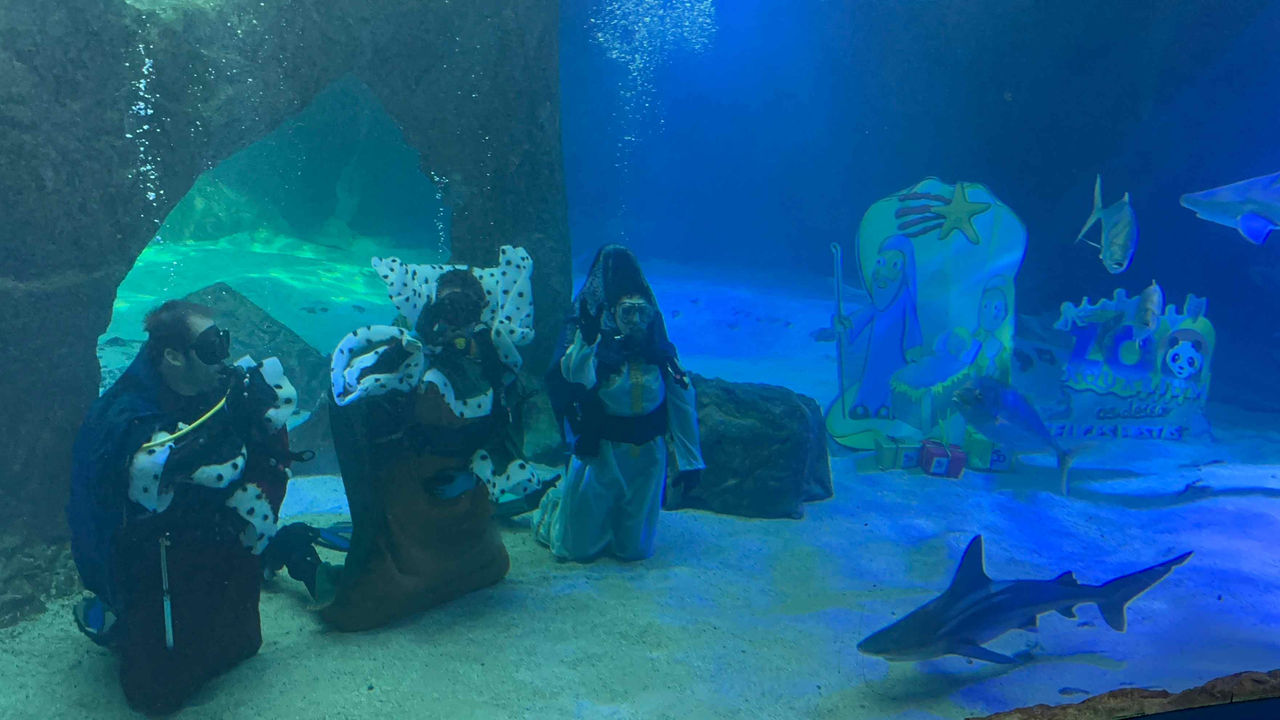 Zoo de Madrid inaugura la Navidad con su tradicional Belén de tiburones