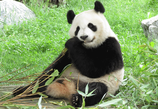 Zoo Aquarium de Madrid celebra el cumpleaños de la familia de osos panda