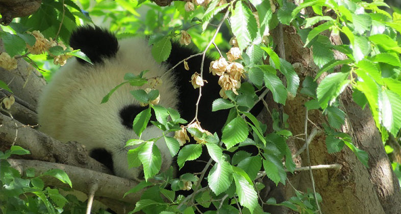 A partir del 11 abril, comienzan los Campamentos de Semana Santa en Zoo Aquarium de Madrid