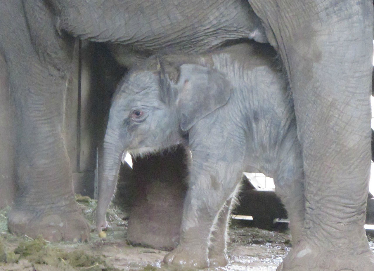 Nace la segunda cría de elefante asiático de Sumatra en Zoo Aquarium de Madrid