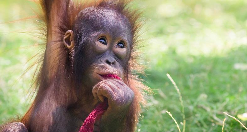 Zoo Aquarium de Madrid conciencia sobre el peligro crítico al que se enfrenta el orangután
