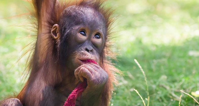 Zoo Aquarium de Madrid conciencia sobre el peligro crítico al que se enfrenta el orangután