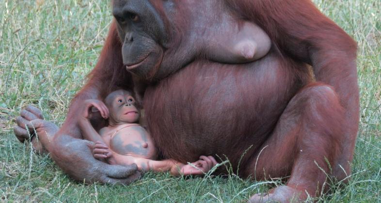 Zoo Aquarium de Madrid celebra la semana del orangután