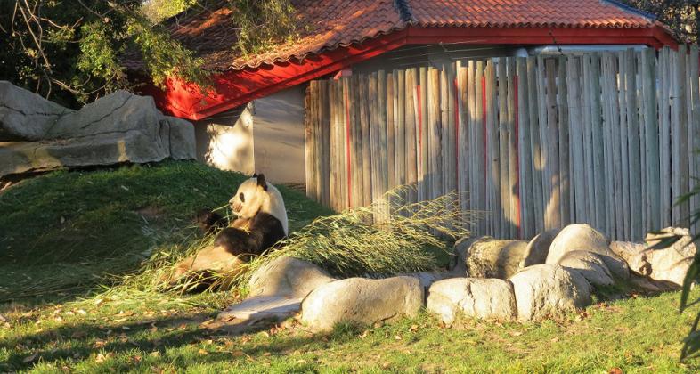 El oso panda Xing Bao del Zoo Aquarium de Madrid emprende viaje a China