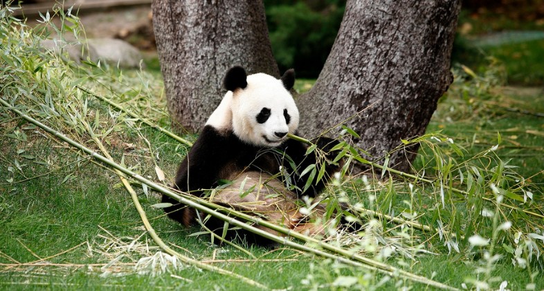 Un equipo técnico de expertos españoles en conservación insemina a la hembra de oso panda gigante de Zoo Aquarium de Madrid