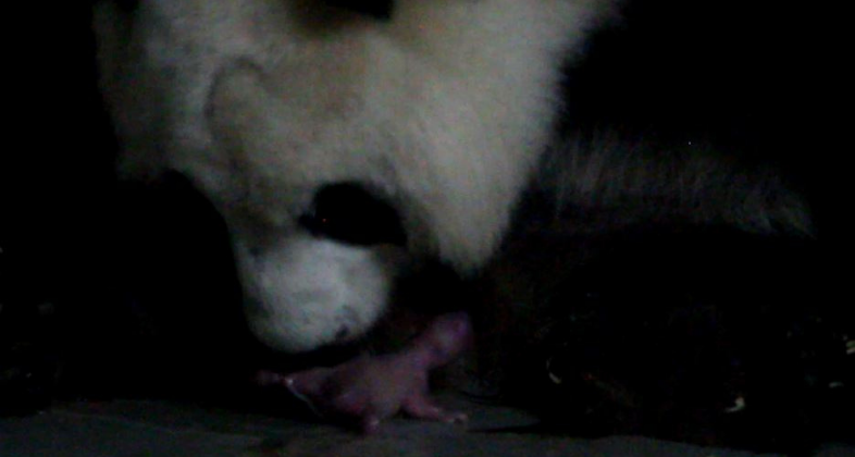 Segundo parto gemelar de osos panda en la historia de Zoo Aquarium de Madrid