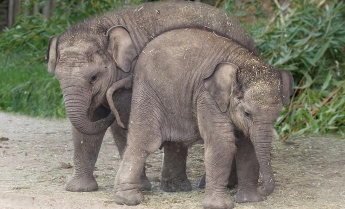 Zoo Aquarium de Madrid estrena Halloween con una calabaza gigante para la familia de elefantes