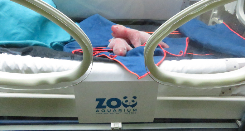 El chequeo neonatal de los gemelos de panda españoles confirma su buen estado de salud