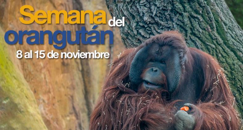 Zoo Aquarium de Madrid celebra Orangutan Caring Week 2.015