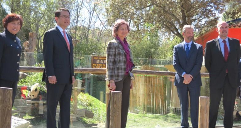 S.M. la Reina Doña Sofía ha asistido a la aparición en pradera de la primera hembra de oso panda gigante nacida en Zoo Aquarium de Madrid