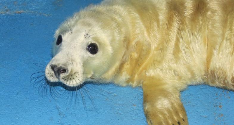 Zoo Aquarium de Madrid despide el 2015 con el último nacimiento de una foca gris