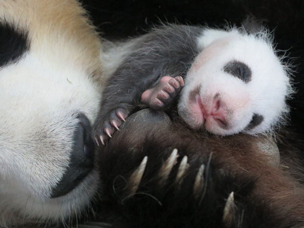 Los internautas ya pueden votar el nombre de la hembra de oso panda gigante de Zoo Aquarium de Madrid