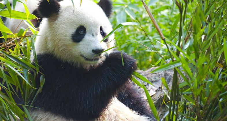 Xing Bao, la cría de oso panda de Zoo Aquarium de Madrid celebra su segundo cumpleaños
