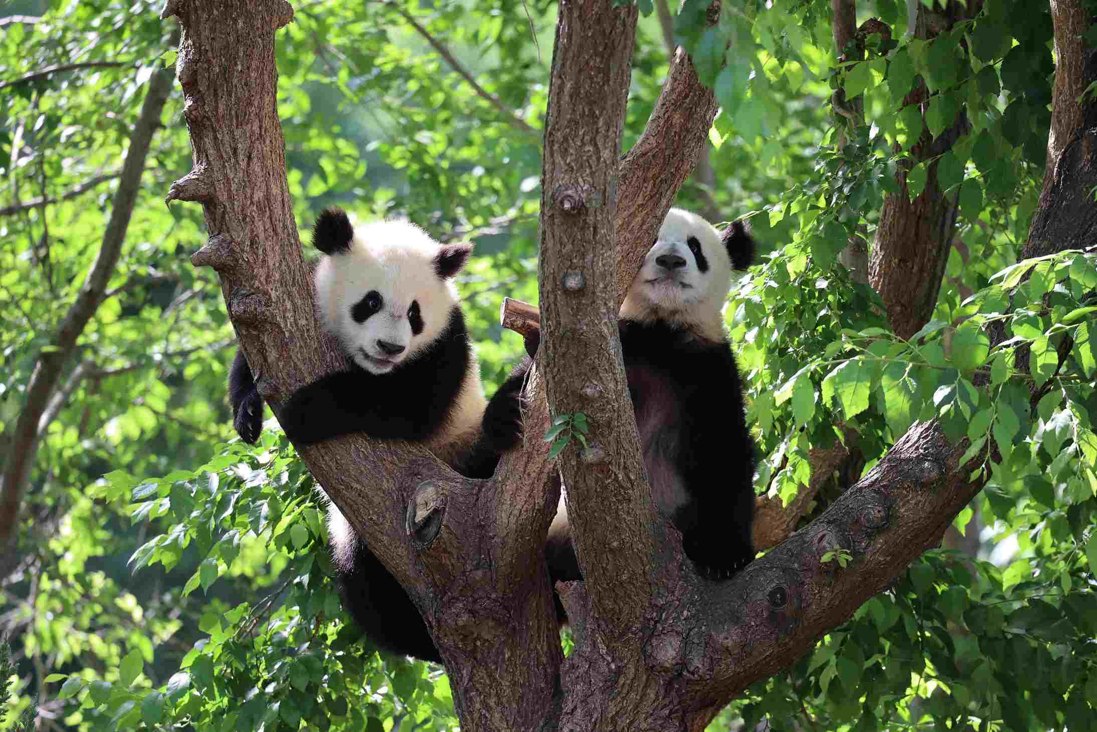 El Zoo de Madrid celebra en septiembre el Mes del Panda Gigante, coincidiendo con el primer cumpleaños de los gemelos You You y Jiu Jiu