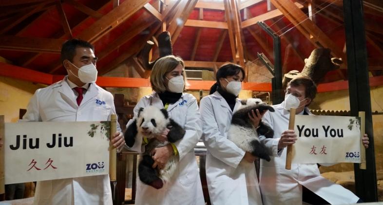 El alcalde de Madrid y la Embajada china apadrinan los gemelos panda de Zoo Aquarium de Madrid