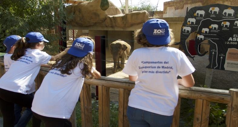 Zoo Aquarium de Madrid comienza sus campamentos de verano