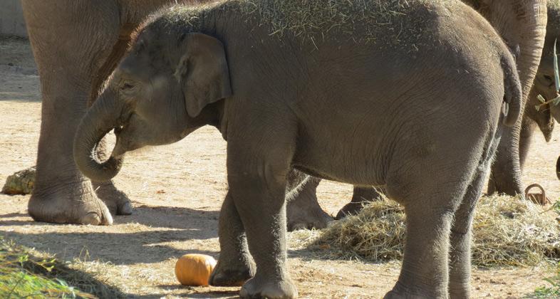 Zoo Aquarium de Madrid celebra Halloween con calabazas salvajes