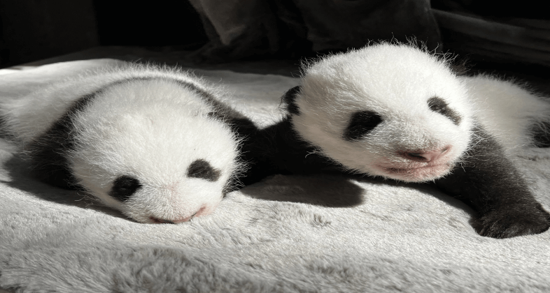 Se abre la votación de nombres para los gemelos panda nacidos en Zoo Aquarium de Madrid