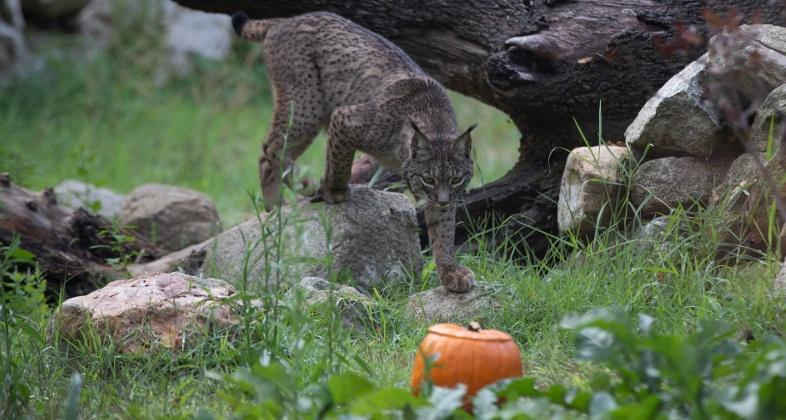 Los mejores planes con niños, rodeados de animales, para disfrutar de Halloween en Zoo Aquarium de Madrid y Faunia