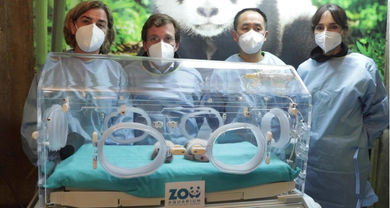 El alcalde de Madrid visita a los gemelos panda en Zoo Aquarium