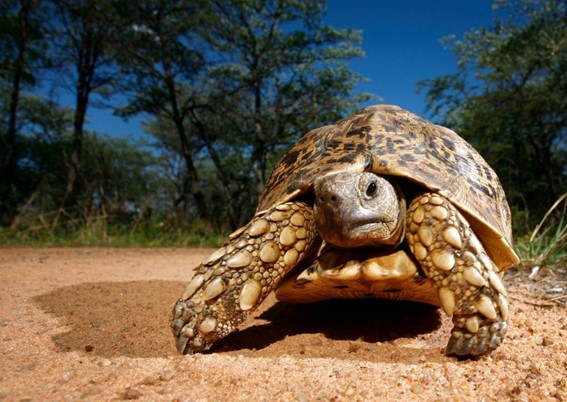 Nuevo estudio: Las tortugas de agua y de tierra desafían las teorías evolutivas sobre el envejecimiento
