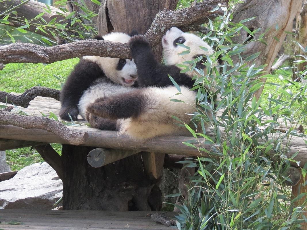 Una Semana Santa para conocer a los gemelos panda en el 50 aniversario del Zoo de Madrid