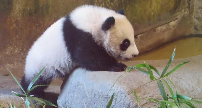 Zoo Aquarium de Madrid presenta a la primera hembra de oso panda bautizada como Chulina
