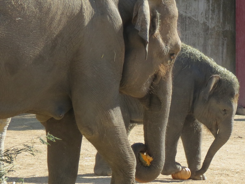 elefante