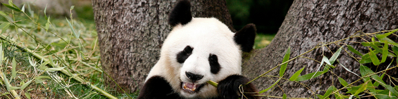 Zoo Panda