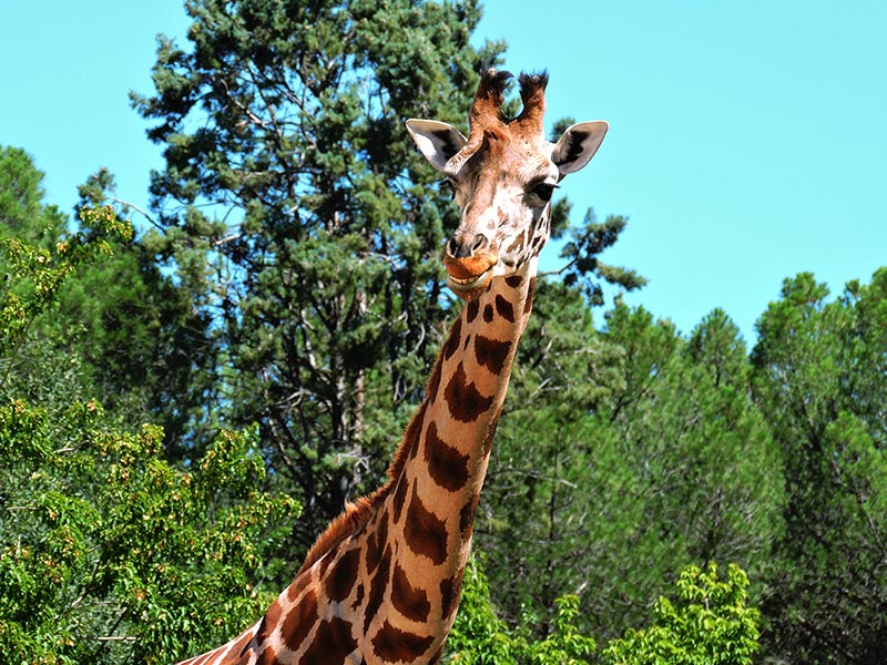 Ven a Zoo