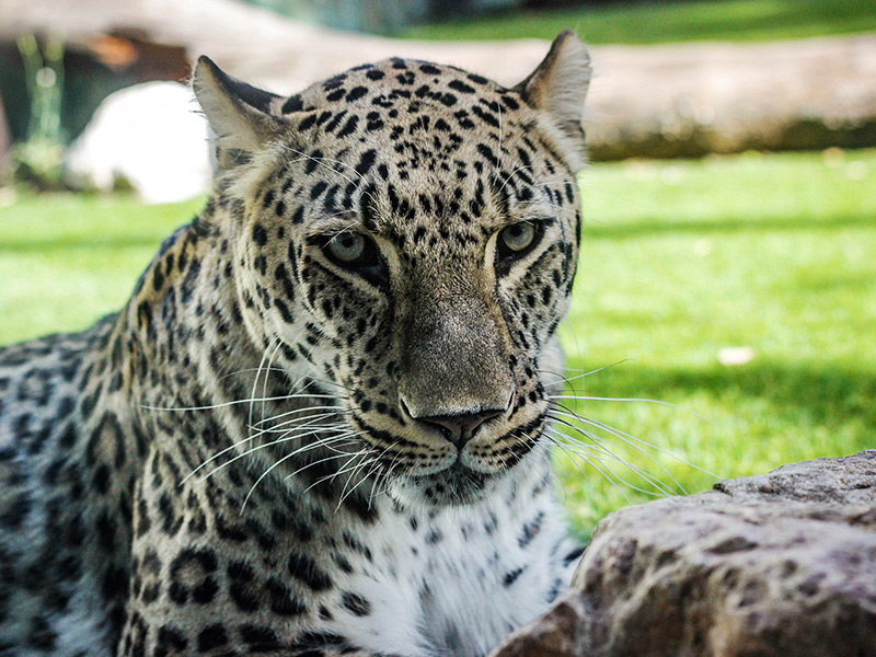 Leopardo en Zoo