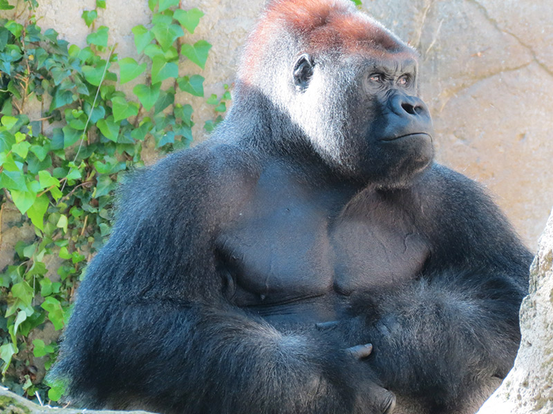 Gorila en Zoo