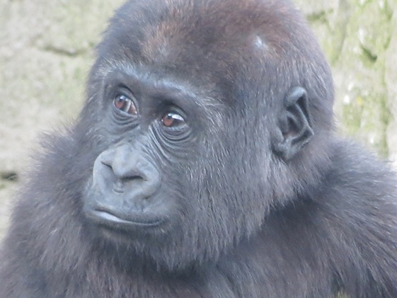 Gorila de Zoo Madrid