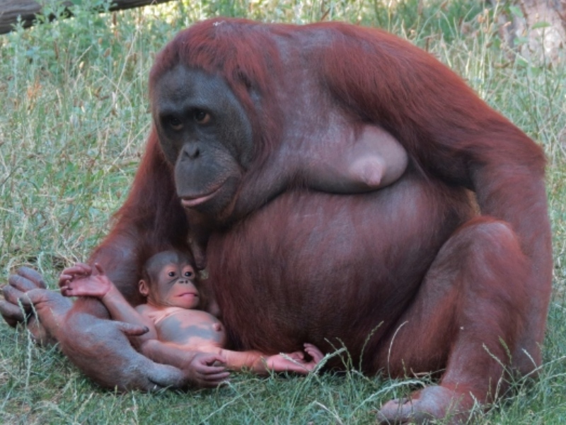 Orangután en Zoo