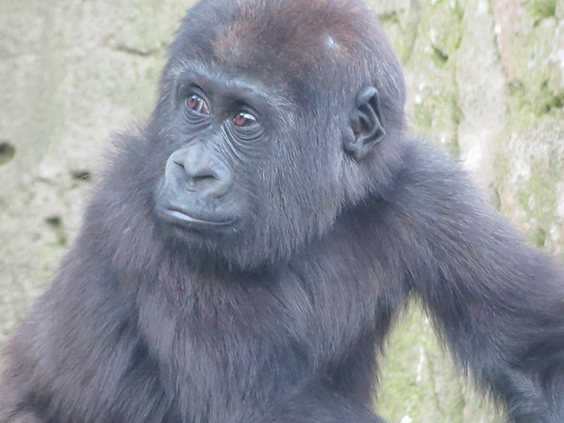 Chimpancé en Zoo Madrid