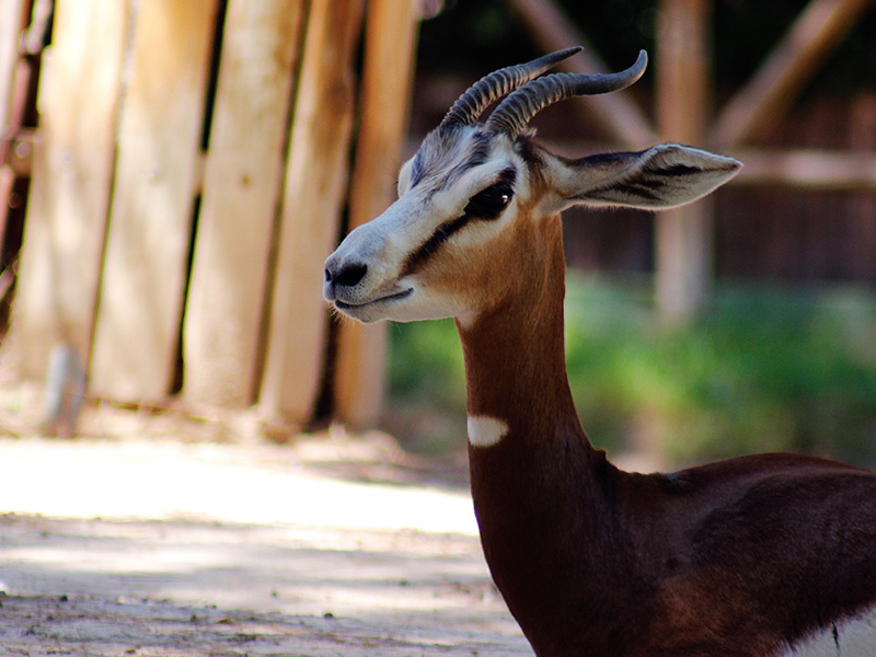 Cebra en Zoo
