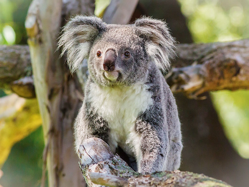 Koala en Zoo