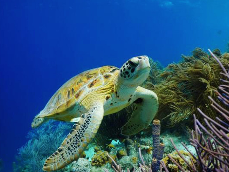 Tortuga