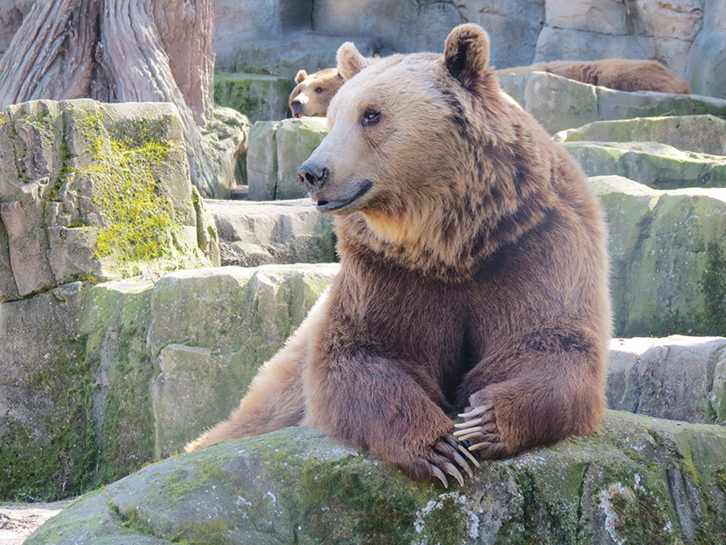 Oso pardo en Zoo