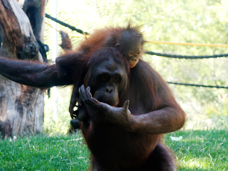 Orangután