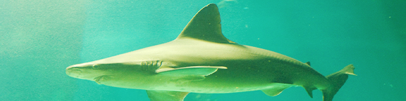 Sharks Course Zoo de Madrid