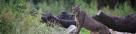 Large Carnivores Course Zoo Madrid