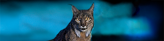 Lynxconnect